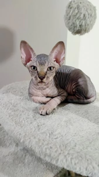 Cuccioli di Sphynx | Foto 1