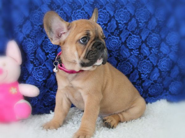 Disponibili Bouledogue Francese | Foto 0