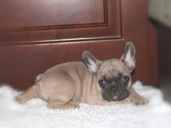 Cuccioli bulldog francese!! | Foto 0