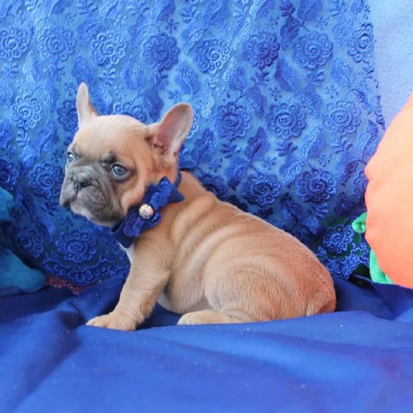 Cuccioli di bouledogue francese!! | Foto 0