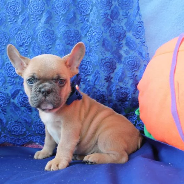 Cuccioli di bouledogue francese!!