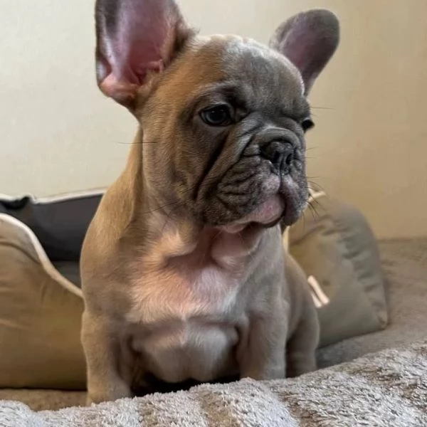 Cuccioli Bulldog francese!! | Foto 0