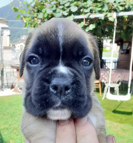 CUCCIOLI BOXER