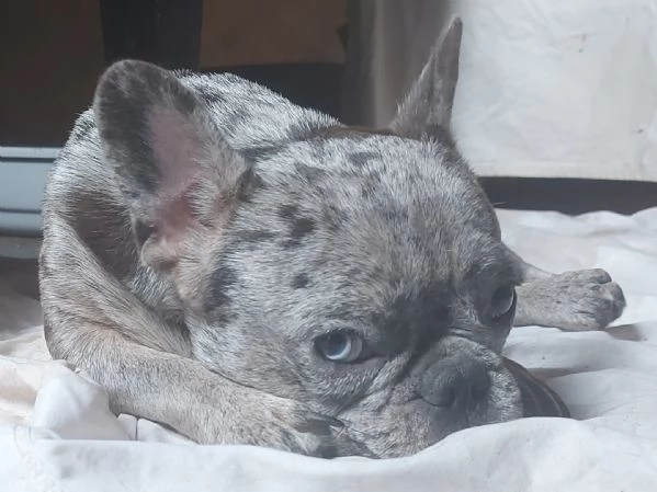 Maschio bouledogue esotico | Foto 1