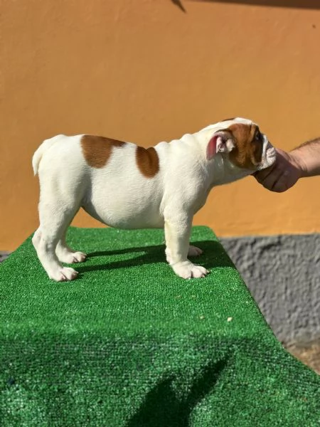 Bulldog inglese  | Foto 2