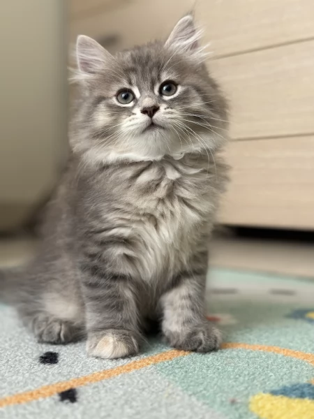 Cuccioli di gatto siberiano ipoallergenici | Foto 3