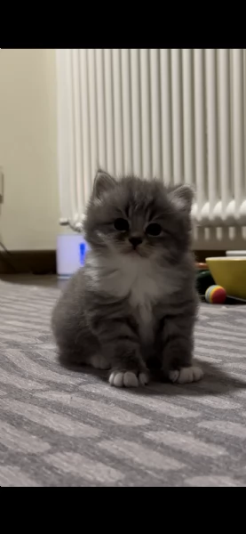 Cuccioli di gatto siberiano ipoallergenici