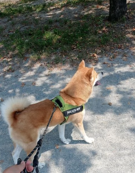 Akita Inu puro e bella | Foto 0