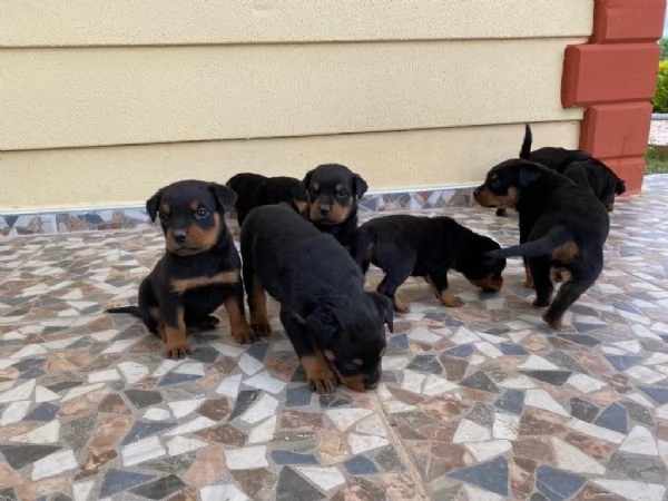 regalo cuccioli di rottweiler maschio e femmina