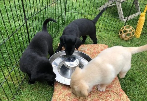 regalo cuccioli di labrador maschio e femmina