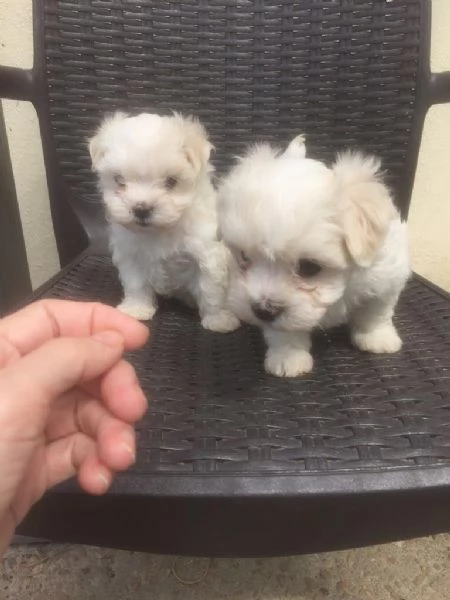 regalo cuccioli di maltese maschi  femmine