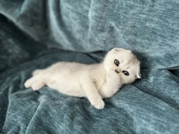 Scottish Fold & Straight silver chinchilla