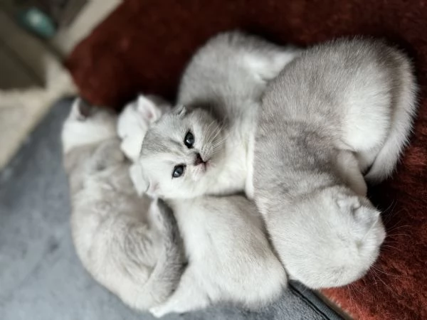 Scottish Fold & Straight silver chinchilla | Foto 6