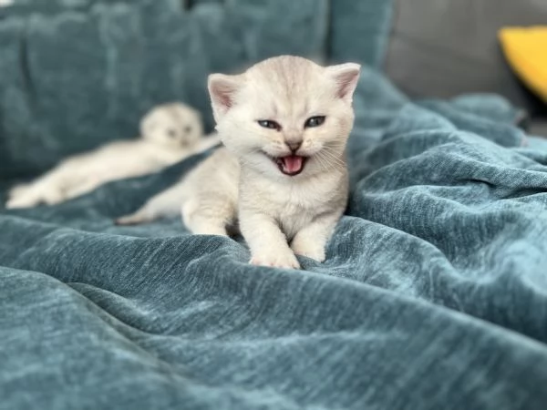 Scottish Fold & Straight silver chinchilla | Foto 5