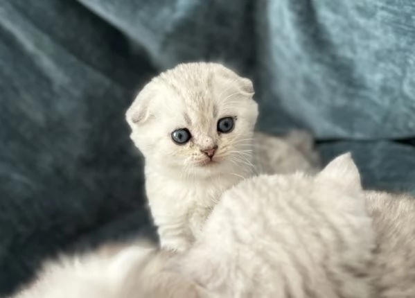 Scottish Fold & Straight silver chinchilla | Foto 4