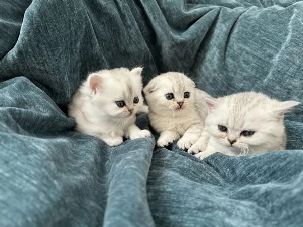 Scottish Fold & Straight silver chinchilla | Foto 3