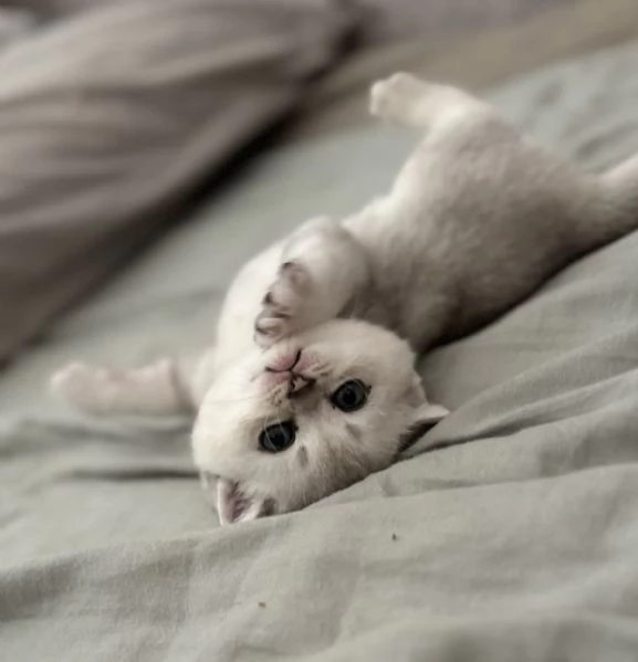 Scottish Fold & Straight silver chinchilla | Foto 2