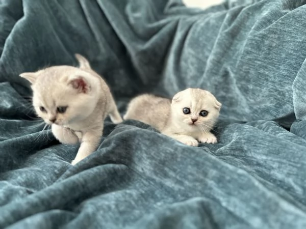 Scottish Fold & Straight silver chinchilla | Foto 1