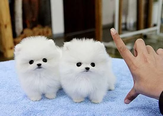 Cucciolo di Pomerania mozzafiato