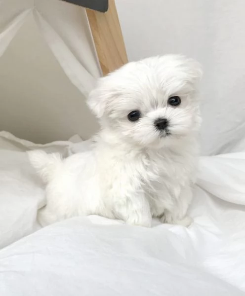 Splendidi cuccioli di maltese bianchi