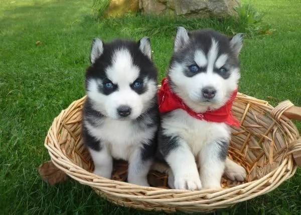 Cuccioli di husky siberiano disponibili