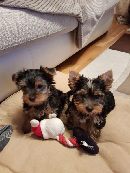 Cuccioli di Yorkshire Terrier fantastici