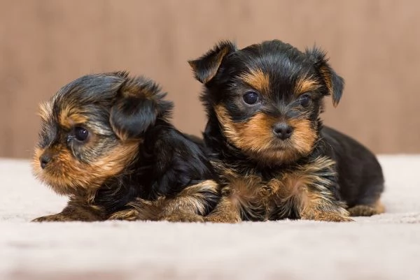 Adorabili cuccioli di Yorkshire Teacup