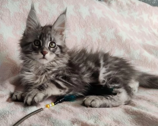 Gattini Maine Coon in adozione