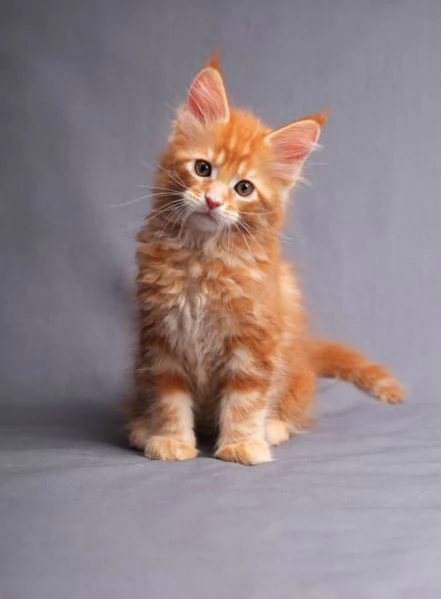 Gatti Maine Coon disponibili