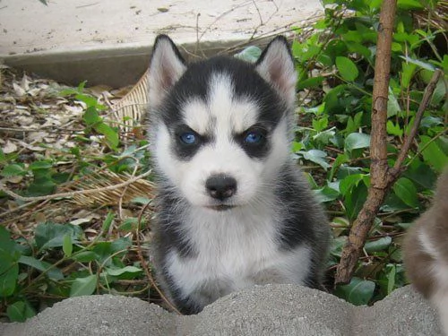 Siberian husky cuccioli !!