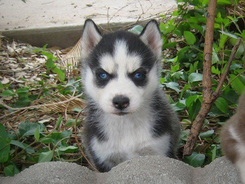 Cuccioli di Siberian Husky!!!! | Foto 0