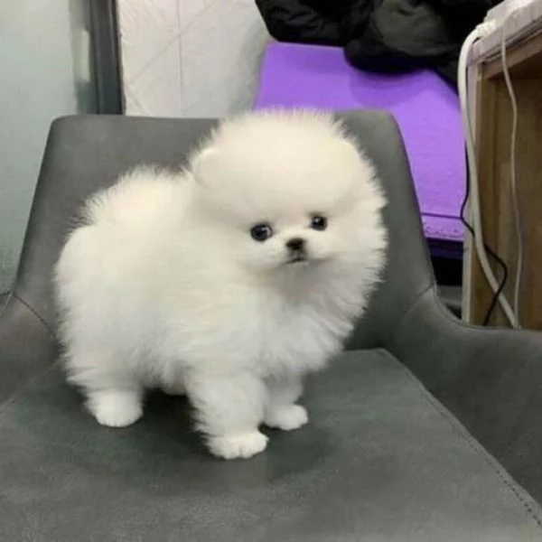 Adorabili cuccioli di pomerania con pedigree