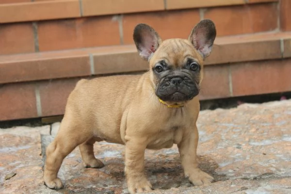 BULLDOG FRANCESE  | Foto 2