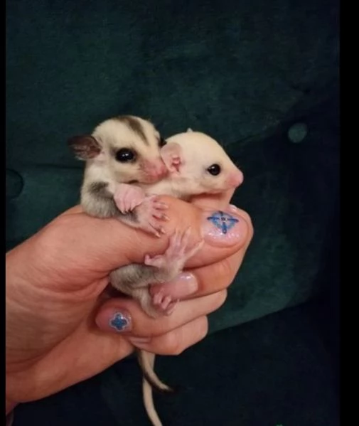 sugar glider