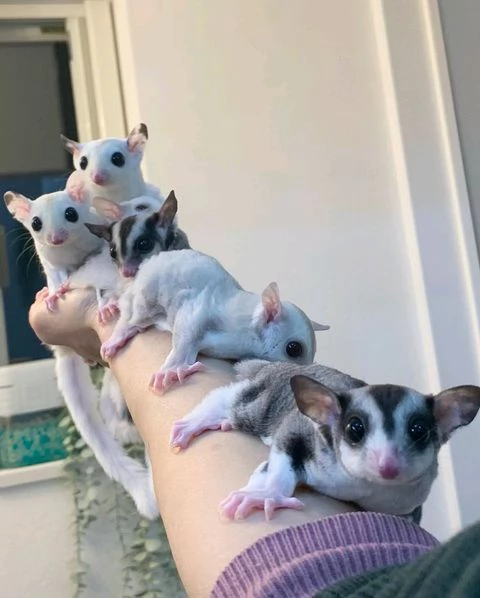 sugar glider