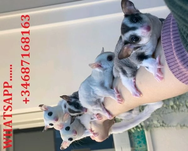 sugar glider