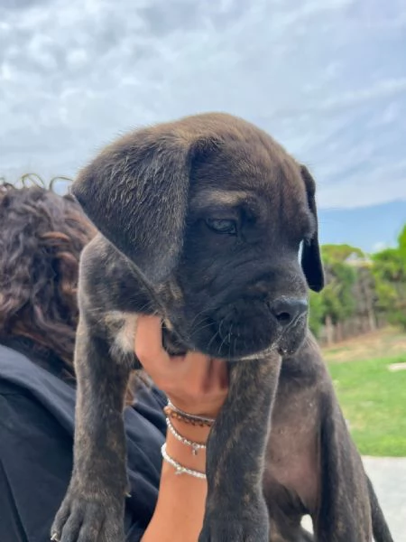 Cuccioli cane corso con Pedigree | Foto 5