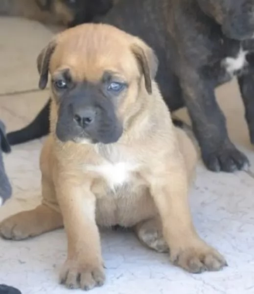 Cuccioli cane corso con Pedigree | Foto 4