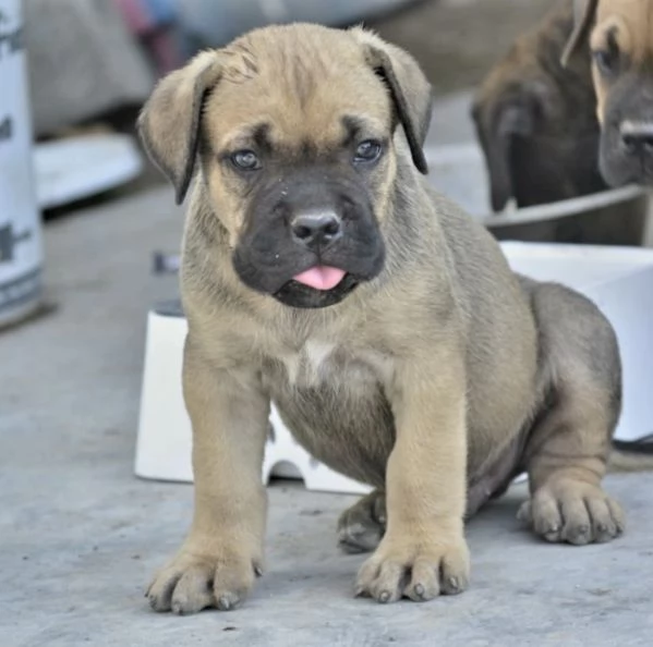 Cuccioli cane corso con Pedigree | Foto 3