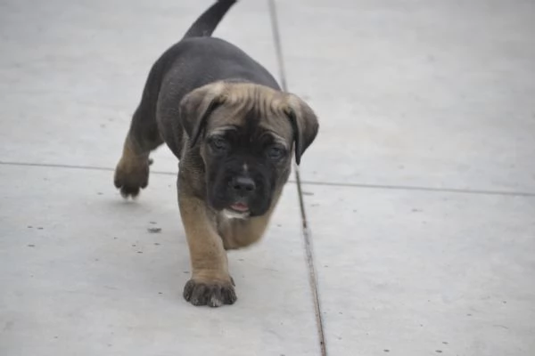 Cuccioli cane corso con Pedigree | Foto 2