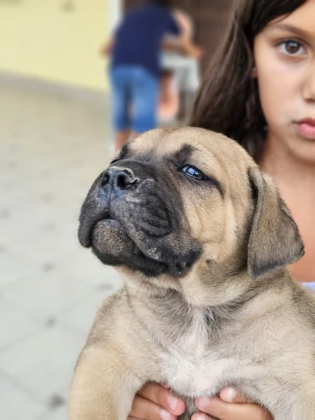 Cuccioli cane corso con Pedigree | Foto 1