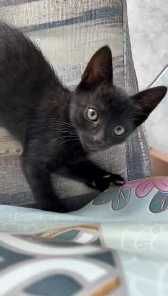 Cucciolo di gatto nero  3 mesi 