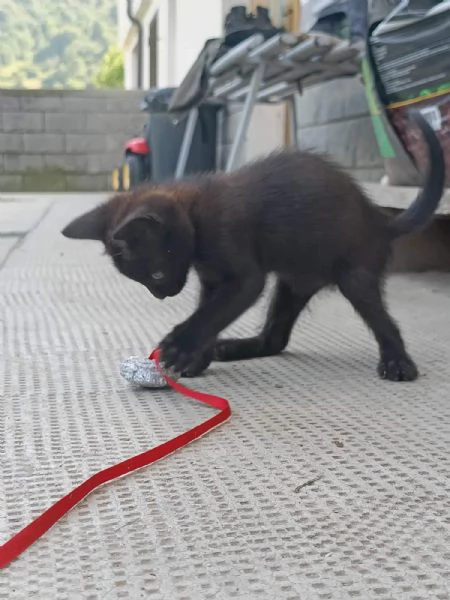 Cucciolo di gatto nero  3 mesi  | Foto 4