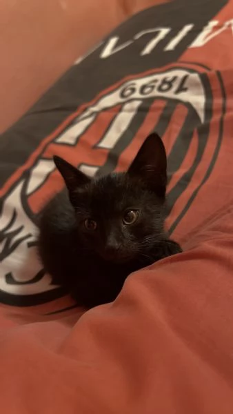 Cucciolo di gatto nero  3 mesi  | Foto 3