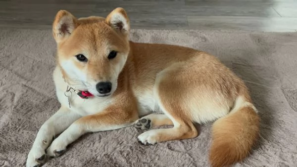 Ciao a tutti, con grande dispiacere, sono costretto a mettere in vendita il mio Shiba Inu.