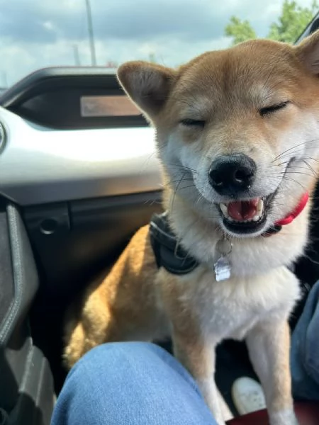 Ciao a tutti, con grande dispiacere, sono costretto a mettere in vendita il mio Shiba Inu. | Foto 2