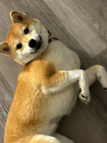 Ciao a tutti, con grande dispiacere, sono costretto a mettere in vendita il mio Shiba Inu. | Foto 1