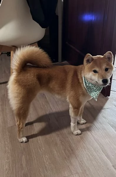 Ciao a tutti, con grande dispiacere, sono costretto a mettere in vendita il mio Shiba Inu. | Foto 0