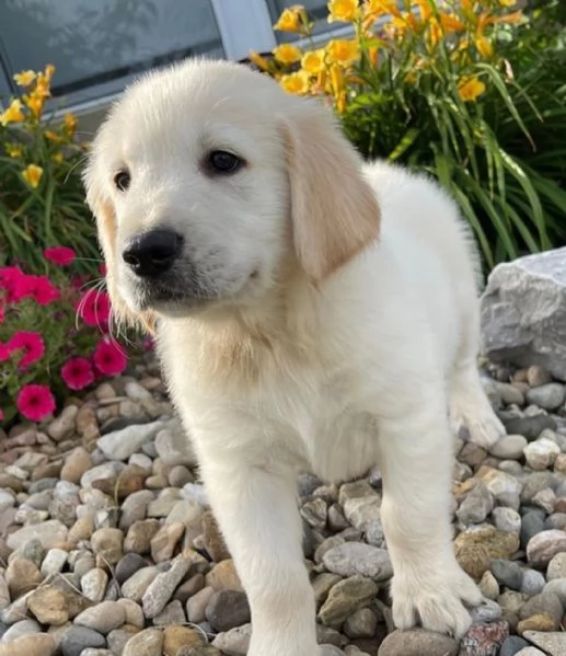 Cuccioli maschi di Golden Retriever!! | Foto 0