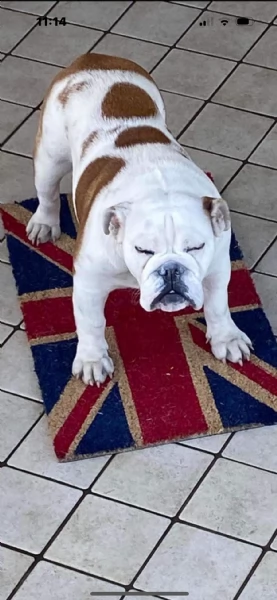 Adozione bulldog inglese femmina sanissima e giovane